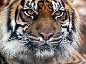 Indian Tiger