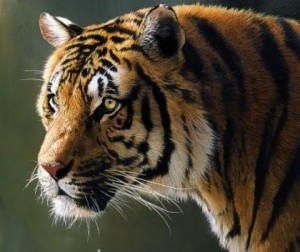 indian tiger