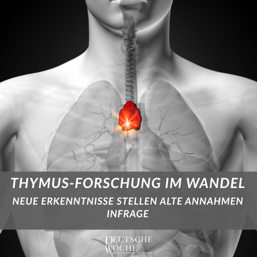 Thymus-Forschung im Wandel Neue Erkenntnisse stellen alte Annahmen infrage-Deutsche Woche Ihre online Zeitung