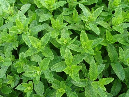 Minze im Fokus: Was wissenschaftliche Erkenntnisse über die gesundheitlichen Vorteile und Risiken zeigen Minze im Fokus: Was wissenschaftliche Erkenntnisse über die gesundheitlichen Vorteile und Risiken zeigen