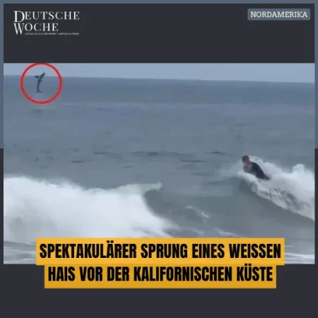 Spektakulärer Sprung eines Weißen Hais vor der kalifornischen Küste Video geht viral