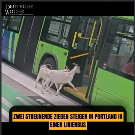 Zwei streunende Ziegen steigen in Portland in einen Linienbus