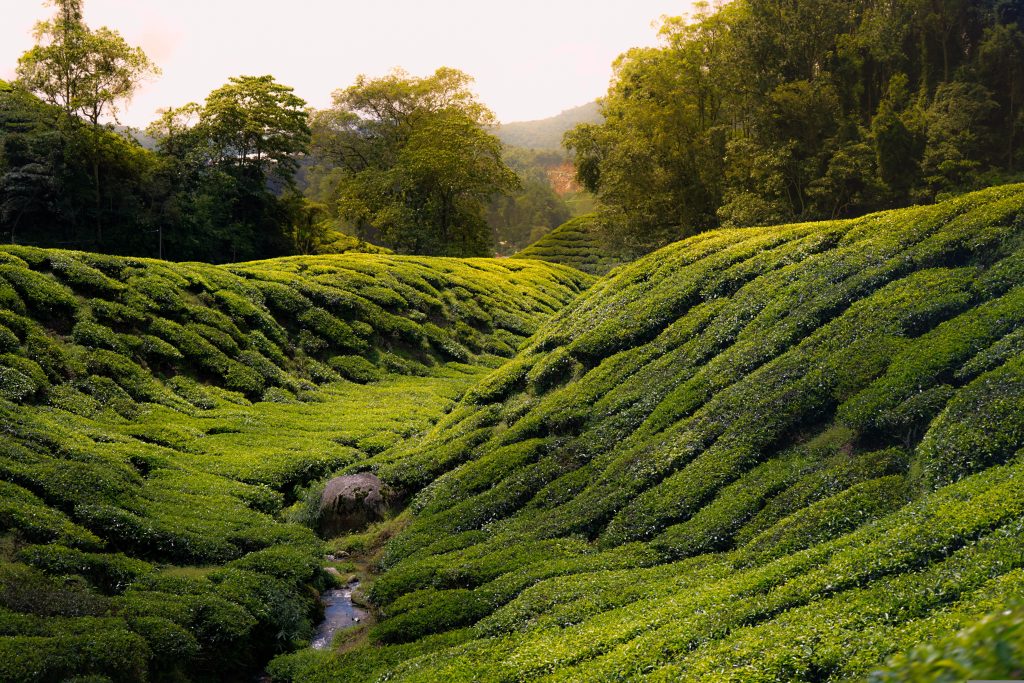 Cameron Valley Tee Malaysia